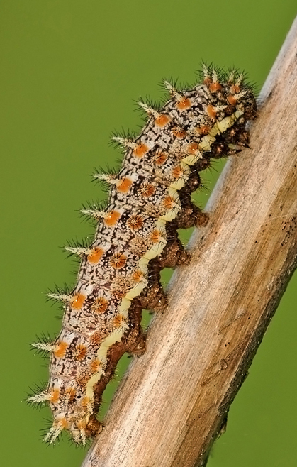 Melitaea didyma....????